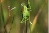 Tettigonia viridissima