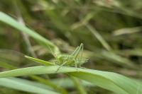 Tettigonia viridissima
