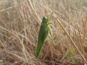 Tettigonia viridissima