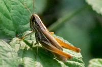 Euchorthippus declivus