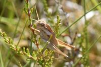 Locusta migratoria