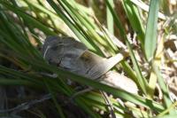 Locusta migratoria