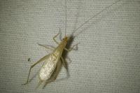Oecanthus pellucens