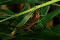 Euchorthippus elegantulus