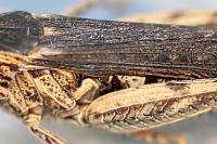 Gomphocerippus brunneus