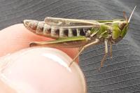 Stenobothrus stigmaticus