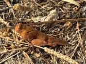 Oedipoda caerulescens