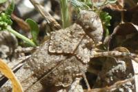 Oedipoda caerulescens