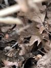 Nemobius sylvestris