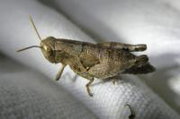 Pezotettix giornae