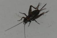 Nemobius sylvestris