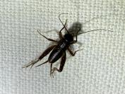 Pteronemobius heydenii