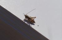 Pholidoptera griseoaptera