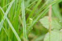 Tettigonia viridissima