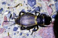 Gryllus campestris