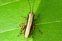 Pholidoptera griseoaptera