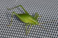 Isophya pyrenaea