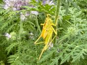 Tettigonia viridissima