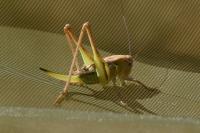 Platycleis affinis