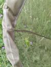 Tettigonia viridissima