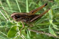 Pseudochorthippus parallelus