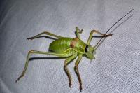 Ephippiger diurnus