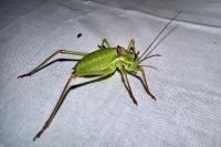 Ephippiger diurnus