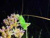 Tettigonia viridissima
