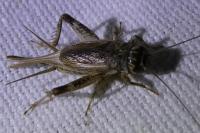 Eumodicogryllus bordigalensis