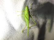 Phaneroptera