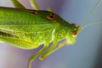 Phaneroptera nana