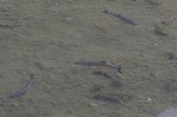 Squalius cephalus