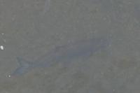 Leuciscus aspius