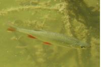 Scardinius erythrophthalmus