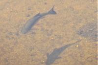 Squalius cephalus