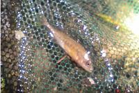 Pungitius pungitius