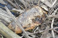 Cyprinus carpio
