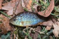 Lepomis gibbosus