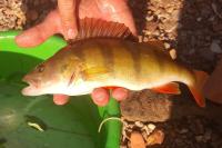 Perca fluviatilis