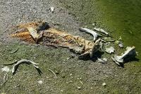 Silurus glanis