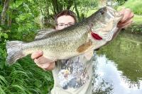 Micropterus salmoides