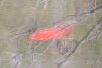 Cyprinus