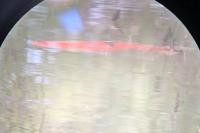 Cyprinus