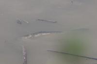 Cyprinus carpio