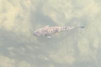 Rutilus rutilus
