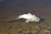Silurus glanis