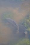 Cyprinus carpio
