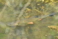 Squalius cephalus