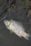 Carassius carassius