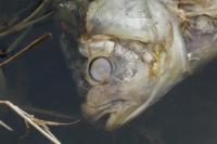 Carassius carassius